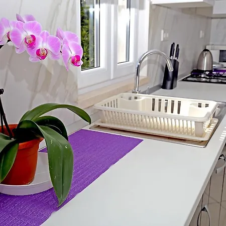 River Rose Mokošica